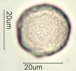 Akia Pollen