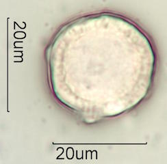 Akia Pollen