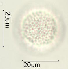 Akia Pollen