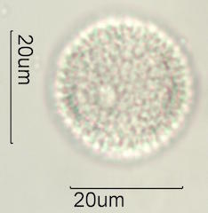 Akia Pollen