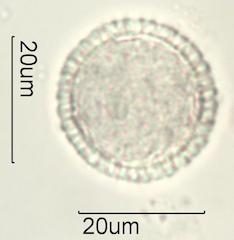 Akia Pollen