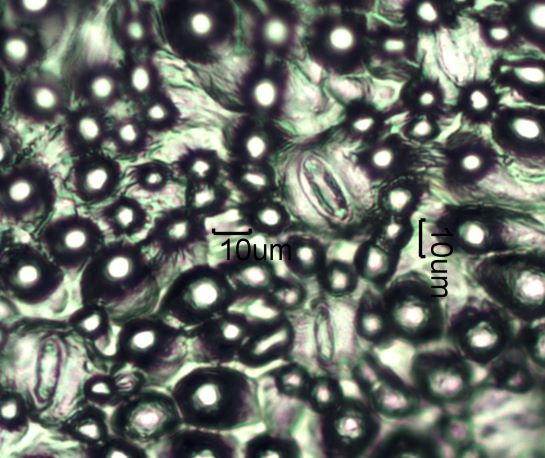 Stomata Under The Microscope