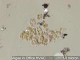Airborne Algae