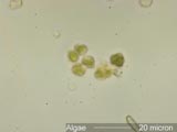 Airborne Algae