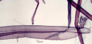 Alnus rubra Fiber