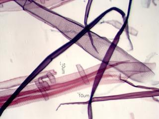 Alnus rubra Fiber