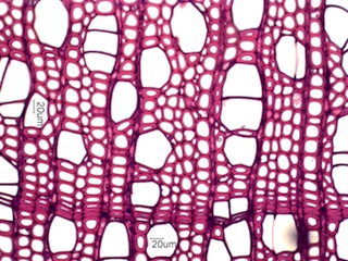 Alnus rubra, Cross-Section