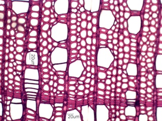 Alnus rubra, Cross-Section
