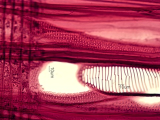 Alnus rubra, Radial-Section