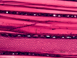 Alnus rubra, Tangential-Section