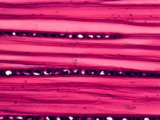 Alnus rubra, Tangential-Section