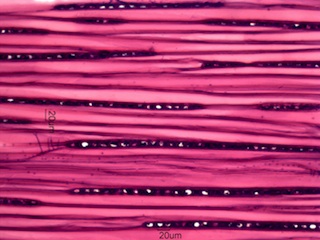 Alnus rubra, Tangential-Section