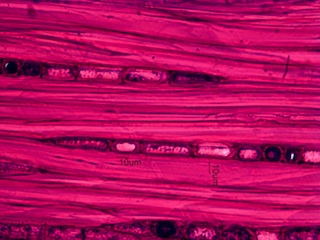 Alnus rubra, Tangential-Section