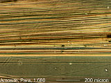 Amosite, Phase Contrast Dispersion Staining