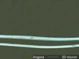 Angora Hair