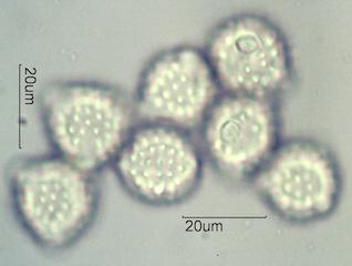 Antennaria Pollen