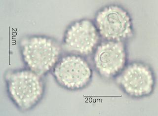 Antennaria Pollen