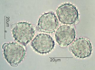 Antennaria Pollen