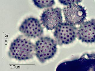 Antennaria Pollen
