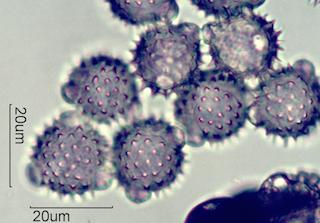 Antennaria Pollen