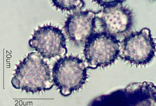 Antennaria Pollen