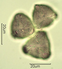 Apple Pollen