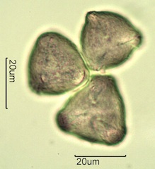 Apple Pollen