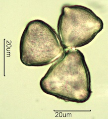 Apple Pollen