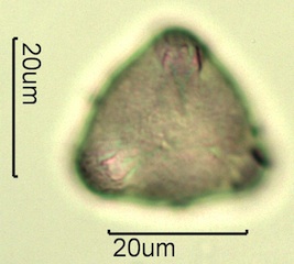 Apple Pollen