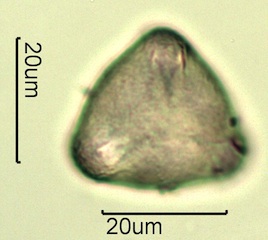 Apple Pollen
