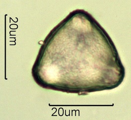 Apple Pollen
