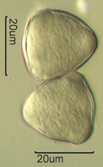 Apple Pollen