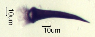 Charred Plant Hair from Arrowleaf Balsumroot