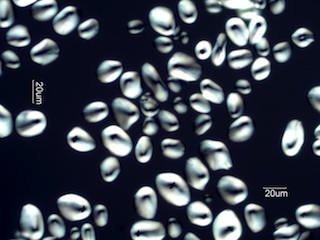 Arrowroot Starch Under the Microscope