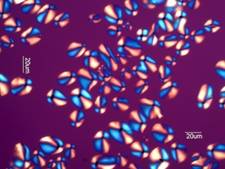 Arrowroot Starch Under the Microscope