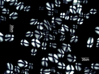 Arrowroot Starch