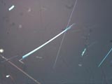 Amosite