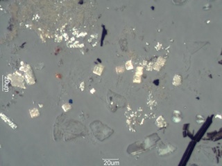 Pyrolyzed Calcium Oxalate Phytoliths