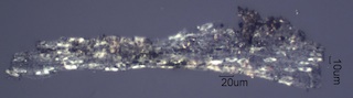 Pyrolyzed Calcium Oxalate Phytoliths