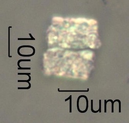 Pyrolyzed Calcium Oxalate Phytoliths