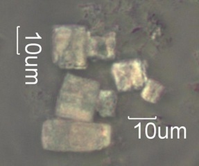 Pyrolyzed Calcium Oxalate Phytoliths