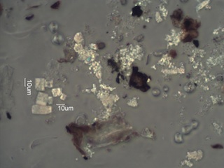 Pyrolyzed Calcium Oxalate Phytoliths
