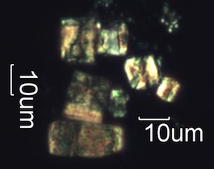 Pyrolyzed Calcium Oxalate Phytoliths