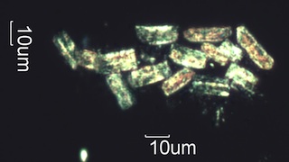 Pyrolyzed Calcium Oxalate Phytoliths