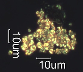 Pyrolyzed Calcium Oxalate Phytoliths