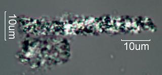 Adenostoma sparsifolium Leaf Ash