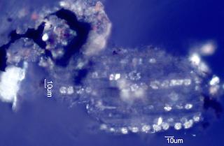 Adenostoma sparsifolium Leaf Ash