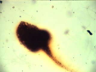Asphalt Particle