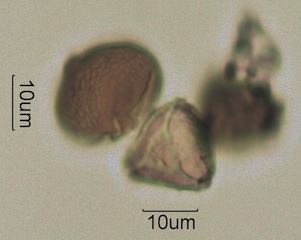 Blue Gum Eucalyptus (Eucalyptus globulus) Pollen