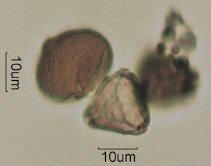Blue Gum Eucalyptus (Eucalyptus globulus) Pollen